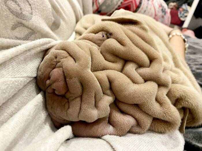 没想到你是这样的沙皮犬，这分明是一条毛毯吗