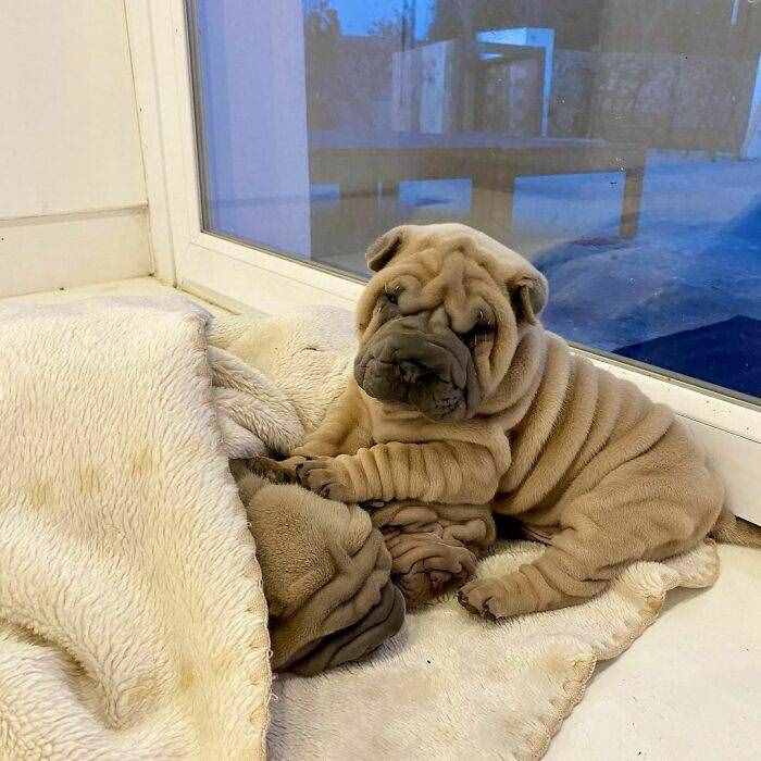 没想到你是这样的沙皮犬，这分明是一条毛毯吗