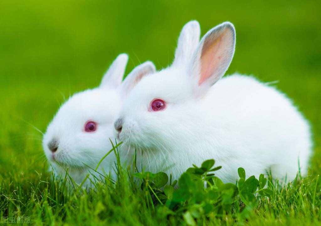 兔子是素食动物，它以吃草为主，兔子能吃菠菜吗