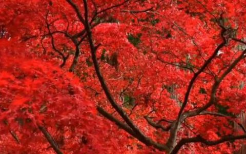 2022香山红叶观赏开放时间    香山红叶观赏高峰期已至