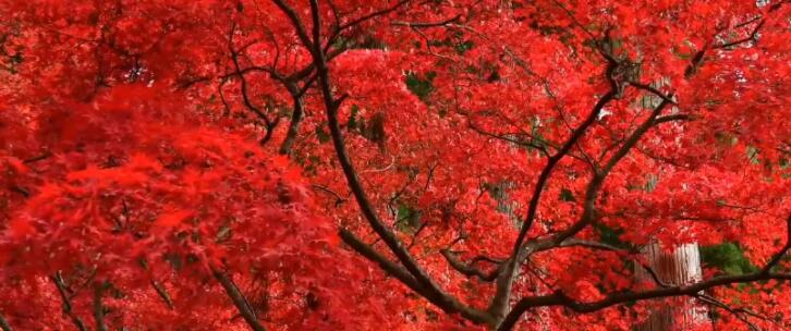 2022香山红叶观赏开放时间    香山红叶观赏高峰期已至