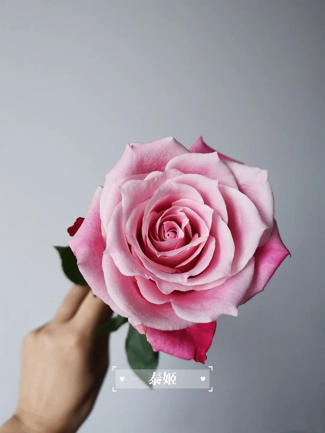 玫瑰花颜色代表什么花语（各种颜色玫瑰花语大全寓意）