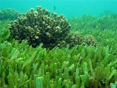 最常见的藻类有哪些（藻类植物有多少种类）
