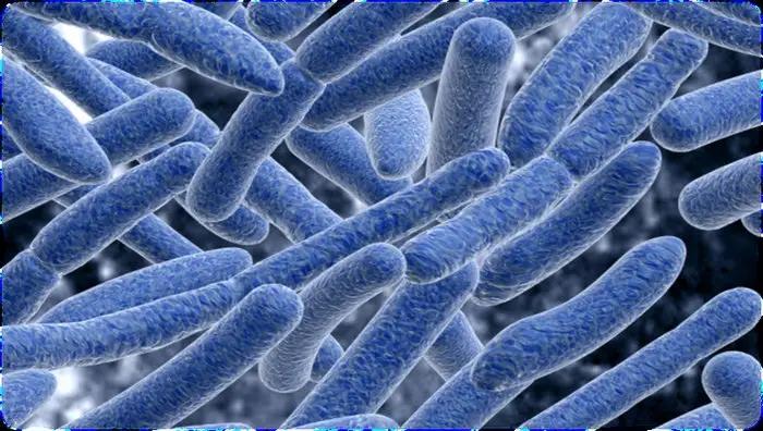 什么是硝化细菌,其特点是什么（带你了解）