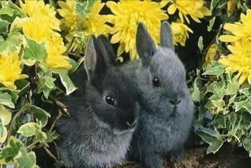 兔子的种类有哪些（兔子的20种品种介绍）