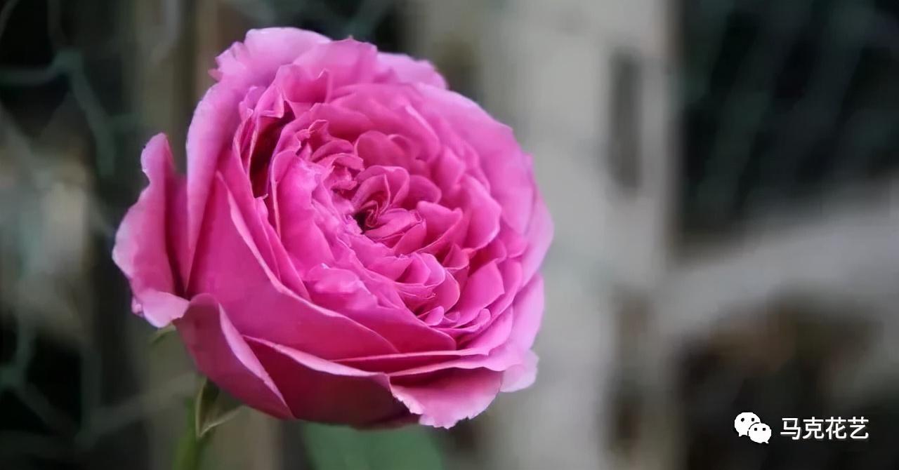玫瑰花颜色代表什么花语（各种颜色玫瑰花语大全寓意）
