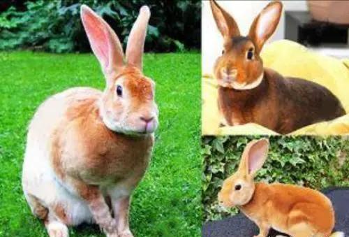 兔子的种类有哪些（兔子的20种品种介绍）