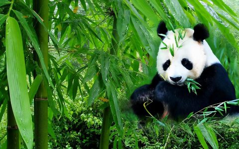 大熊猫属于什么科动物（大熊猫是猫科类动物还是熊科类动物）