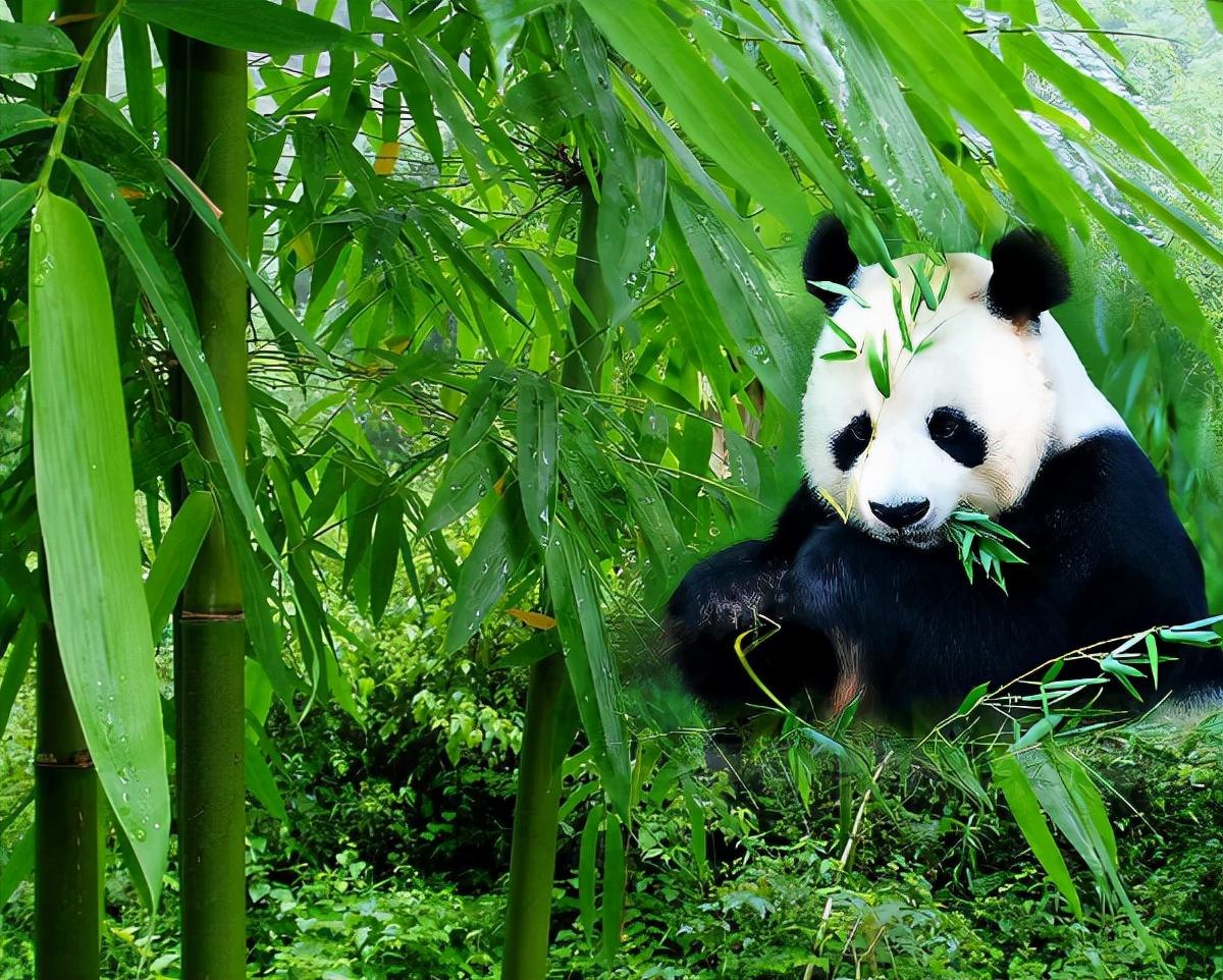 大熊猫属于什么科动物（大熊猫是猫科类动物还是熊科类动物）