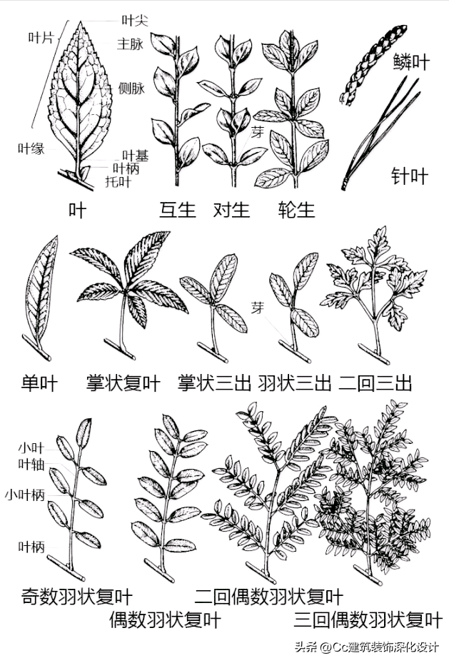 植物景观图谱（史上最全植物形态图解）
