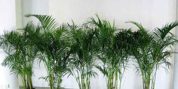袖珍椰子的养殖方法（富贵椰子的养殖方法和注意事项）
