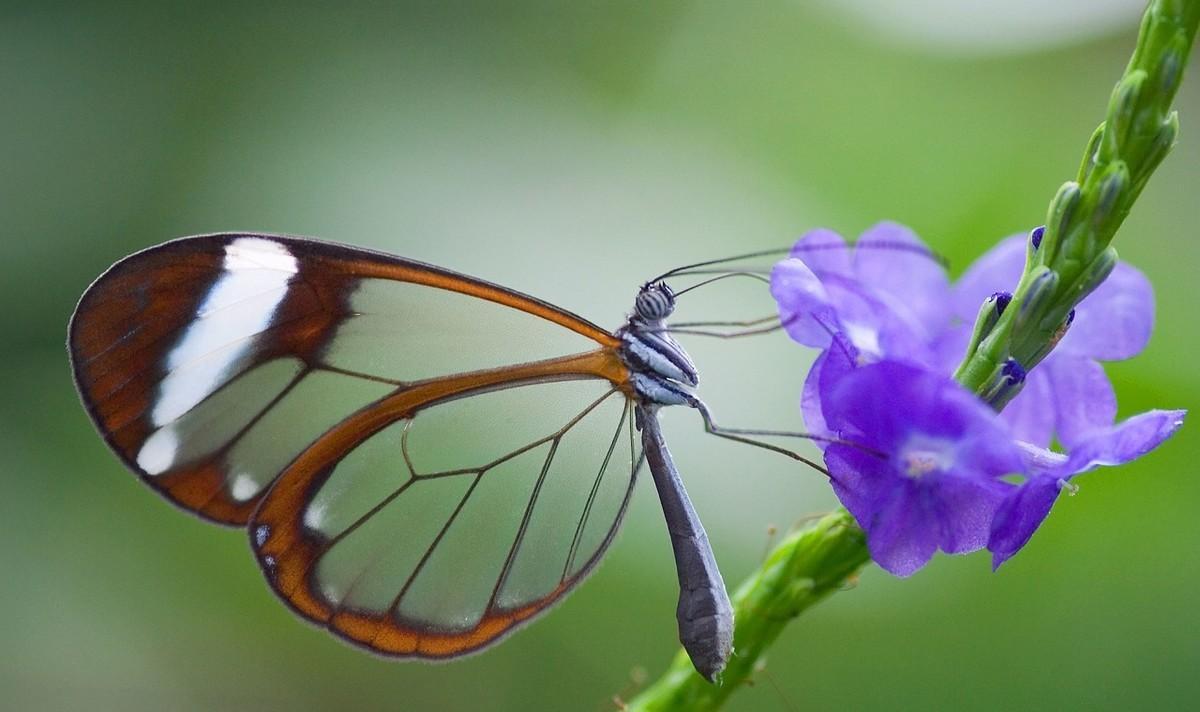 玻璃翼蝶的资料（玻璃翼蝶昆虫资料介绍）