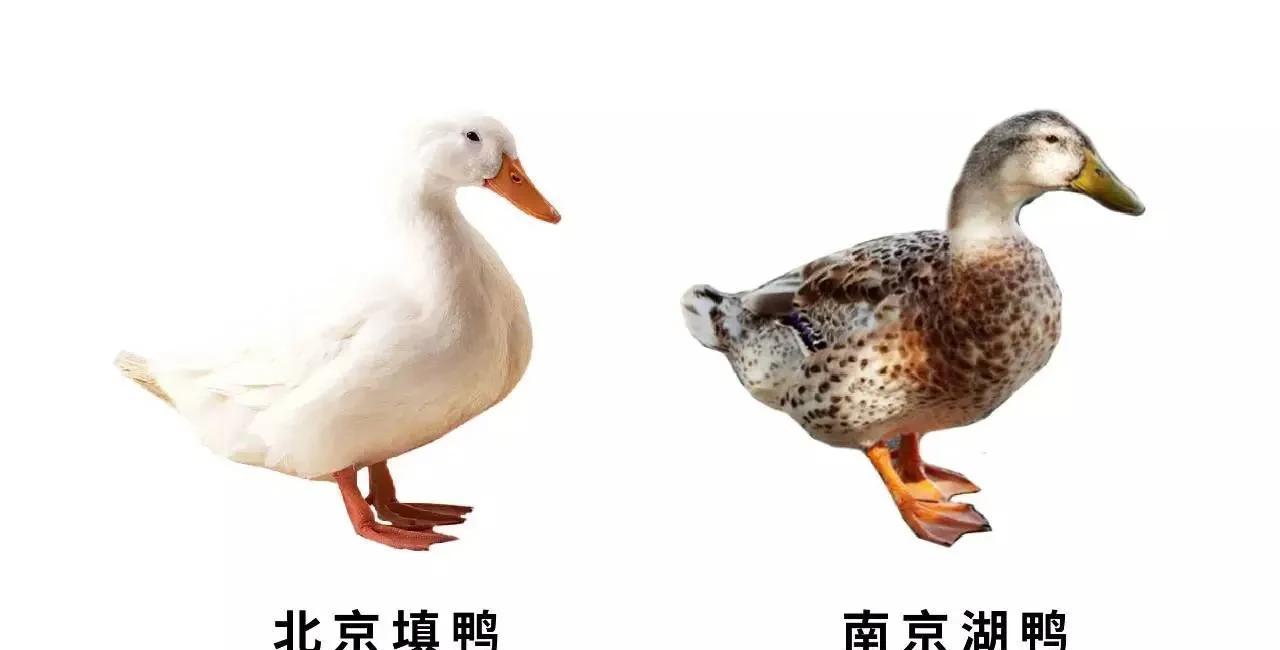家养的鸭子是什么品种（家养鸭有几种）