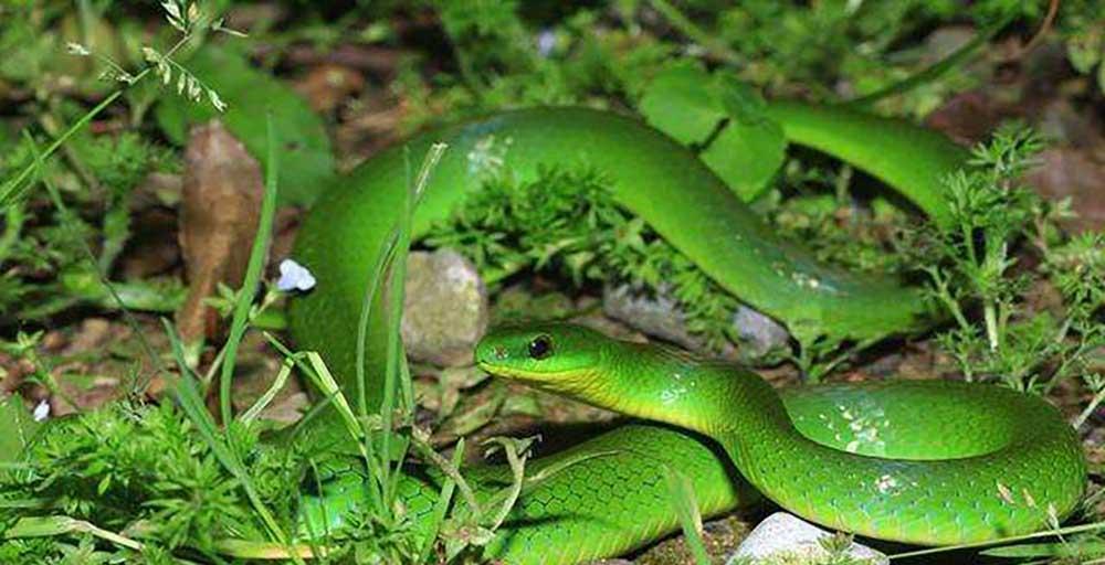 绿色的蛇有什么蛇（除了竹叶青还有什么蛇是绿色的）