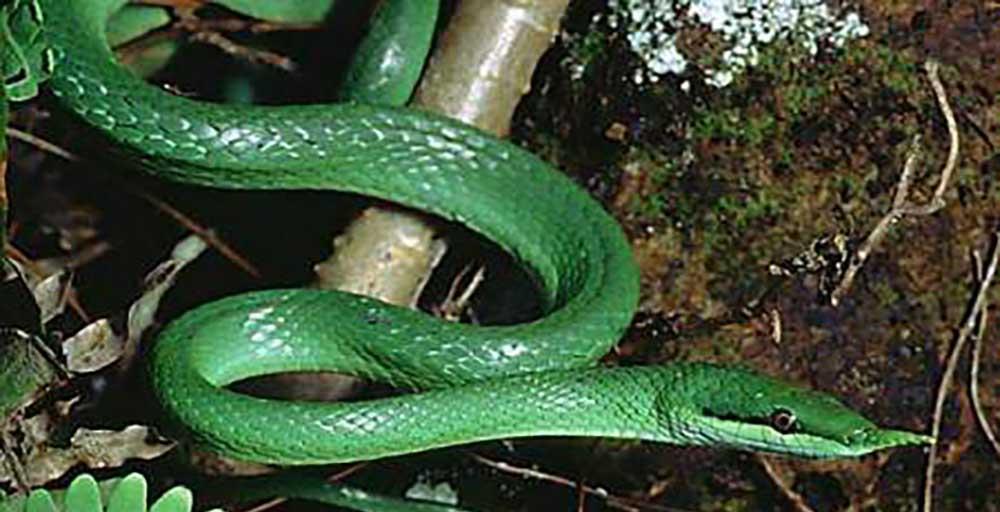 绿色的蛇有什么蛇（除了竹叶青还有什么蛇是绿色的）